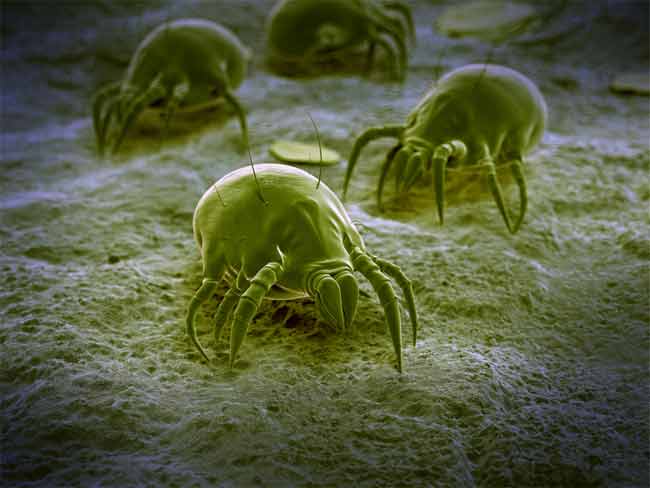 What are Dust Mites