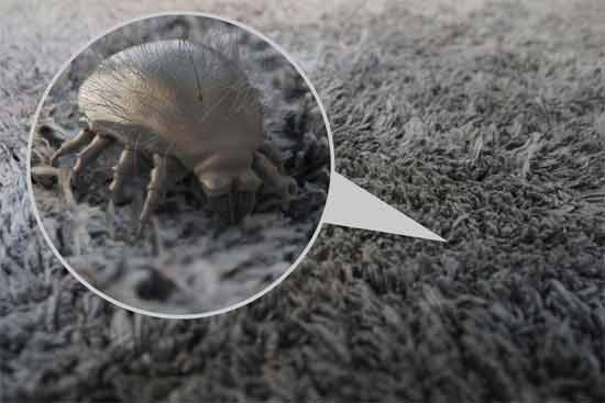 Where dust mites could be found in a home