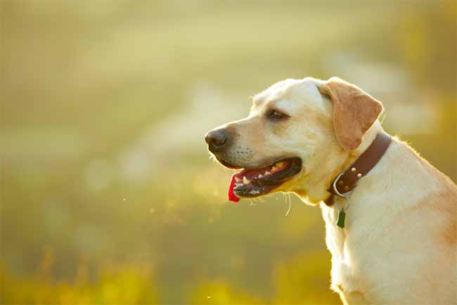 How to Improve Dog Breath