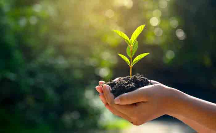 The Importance of Tree Planting