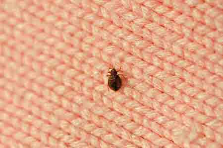 Reduces Bedbug Infestations