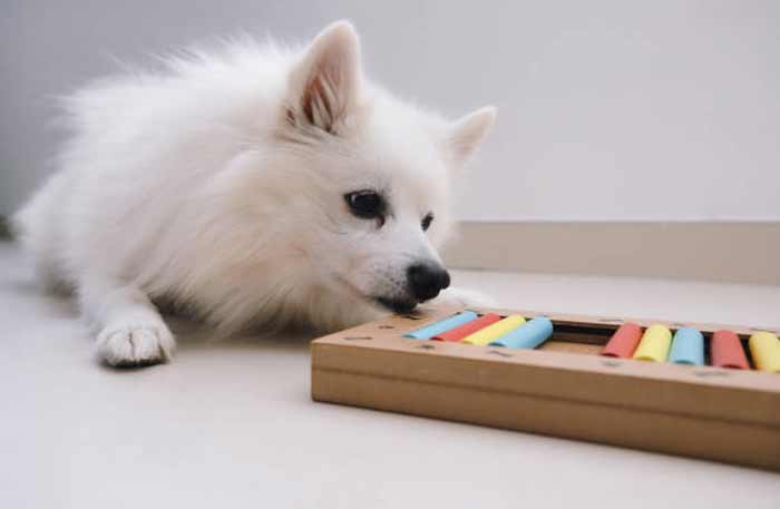 Advantages of Brain Training for Your Dog